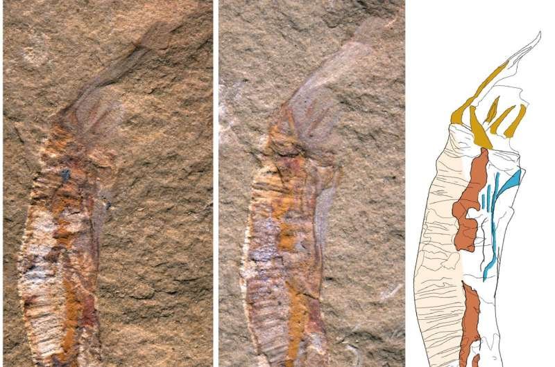 Yunnan Fossils Discovery Rewrites Evolution Story